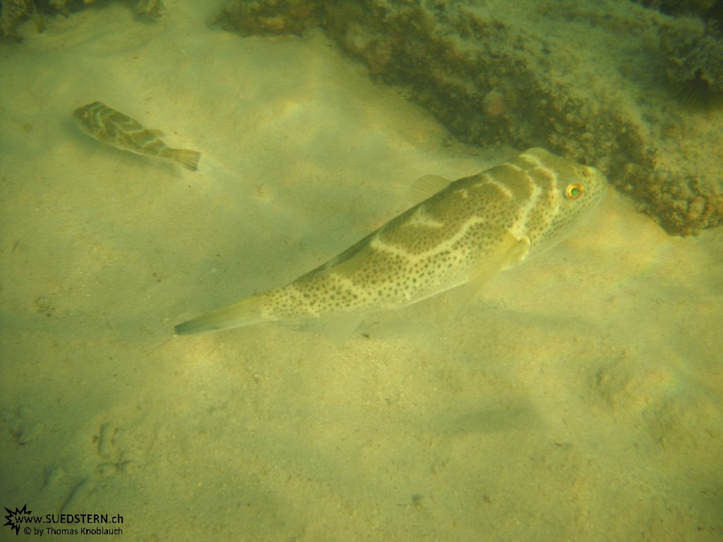 Boxfish - Underwater Galapagos 2010 -DSCN5639